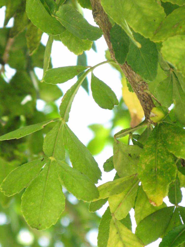              Shade leaves (Winter Haven, FL)       